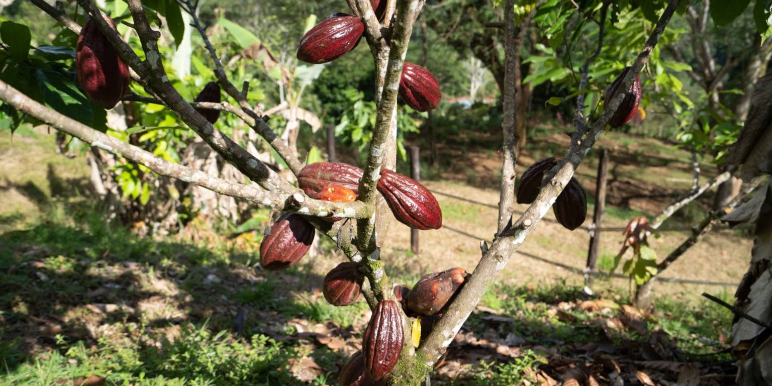 Surrounded by Mountains with Cacao Farm in Platanillo above Dominical Costa Rica Surrounded by Mountains with Cacao Farm in Platanillo above Dominical Costa Rica