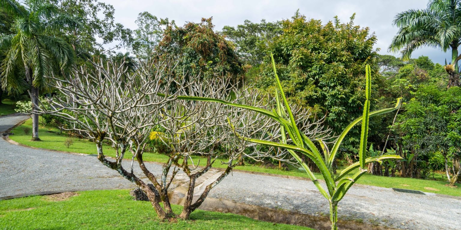 Country Club Feel Oasis Surrounded by Mountains with Cacao Farm in Platanillo above Dominical Costa Rica Country Club Feel Oasis Surrounded by Mountains with Cacao Farm in Platanillo above Dominical Costa Rica