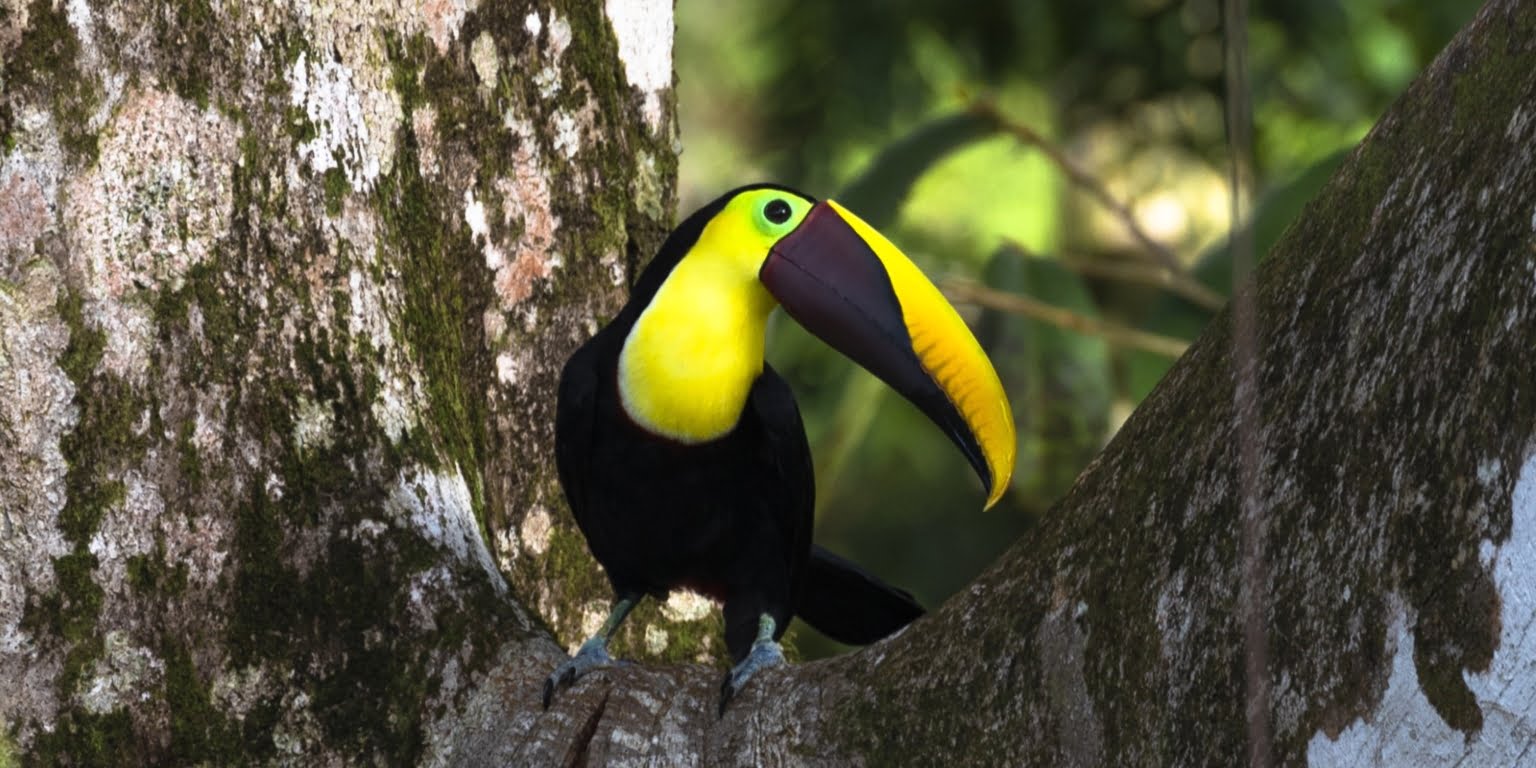 48. Toucan Two-Bedroom Jungle View Home in Gated Community with Community Waterfall & Pool in Tres Rios Costa Rica