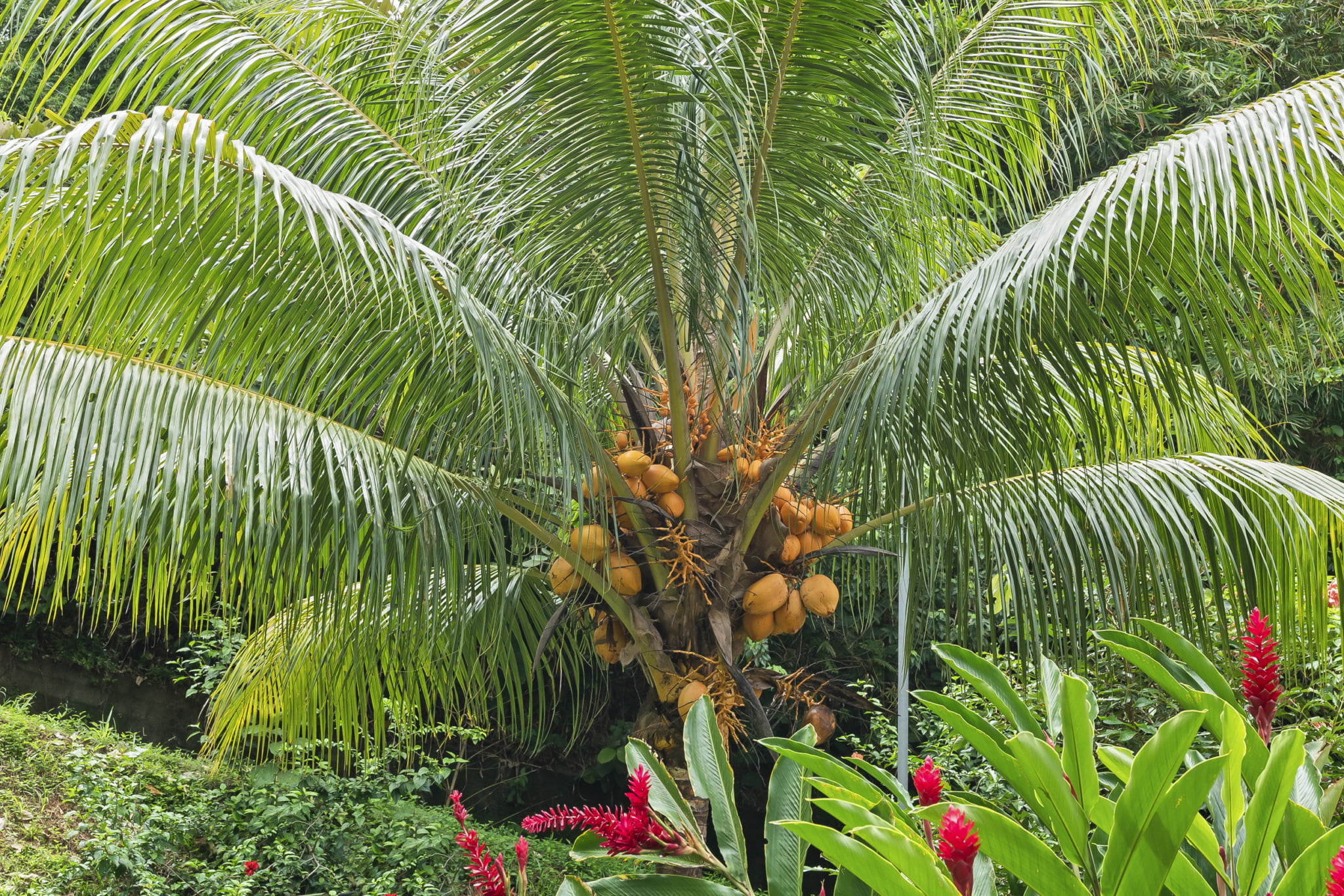 Casa_Ballena_print-31 Easy Access Ocean View 3-Bedroom Home with Separate Living Space in Ballena near Uvita Costa Rica