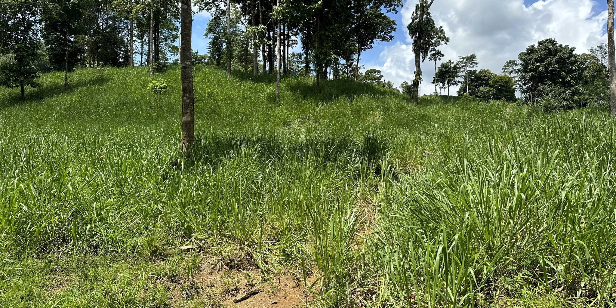 7 (12) 170 Acre Farm with Easy Access, Legal Water, Mountain Views, Forest & Abundant Water in Rio Claro Costa Rica