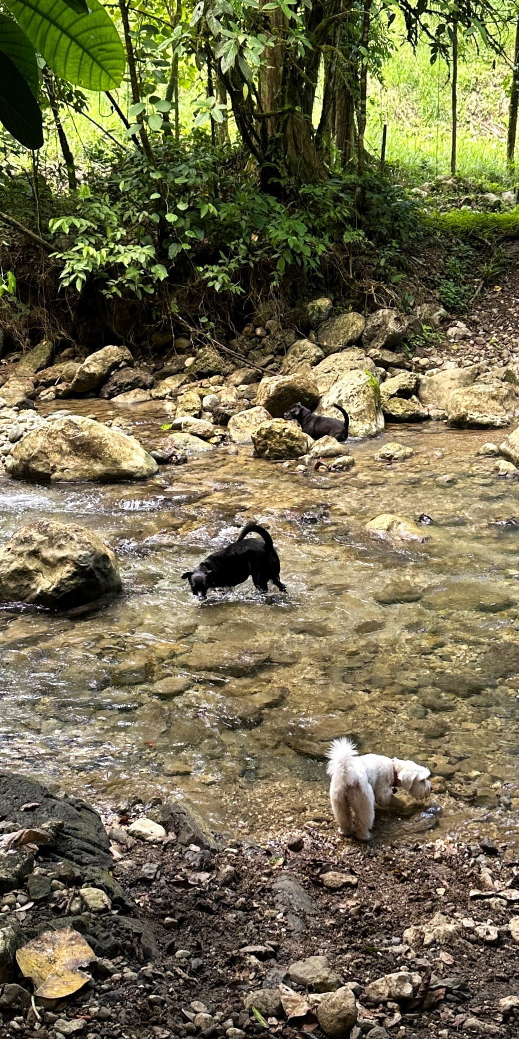 7 (4) 170 Acre Farm with Easy Access, Legal Water, Mountain Views, Forest & Abundant Water in Rio Claro Costa Rica