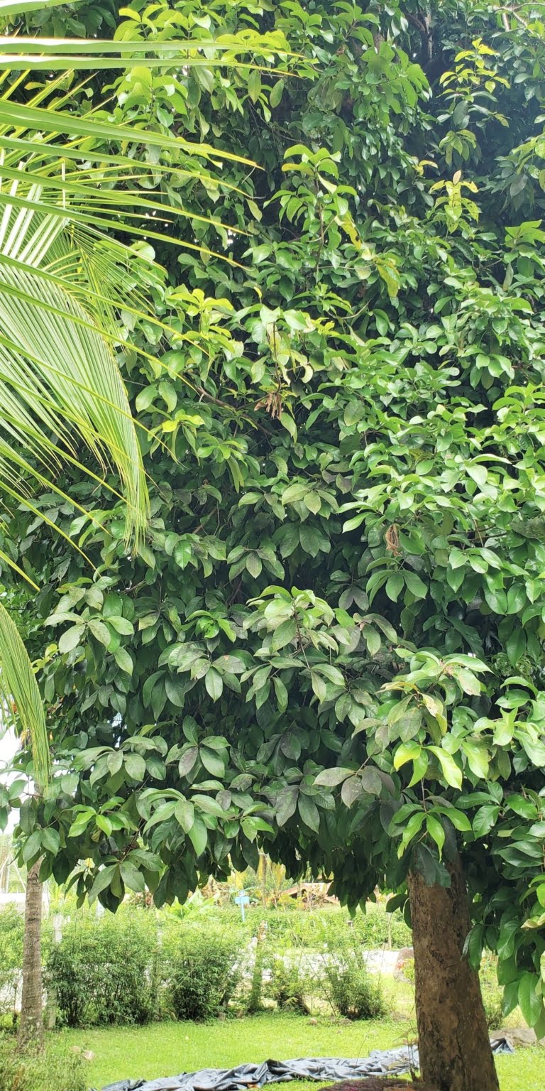h6 Income Property with a 2-Bedroom Owner House & 3 2-Bedroom Apartments in the Heart of Ojochal Costa Rica