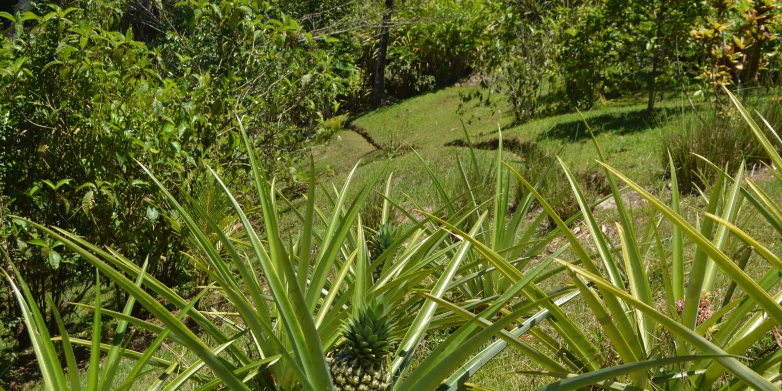 DSC_0217 Private 3-Bedroom Mountain Home with 3.6 Acres on a Private Ridge with Lush Rainforest & Mountain Views in Platanillo Costa Rica