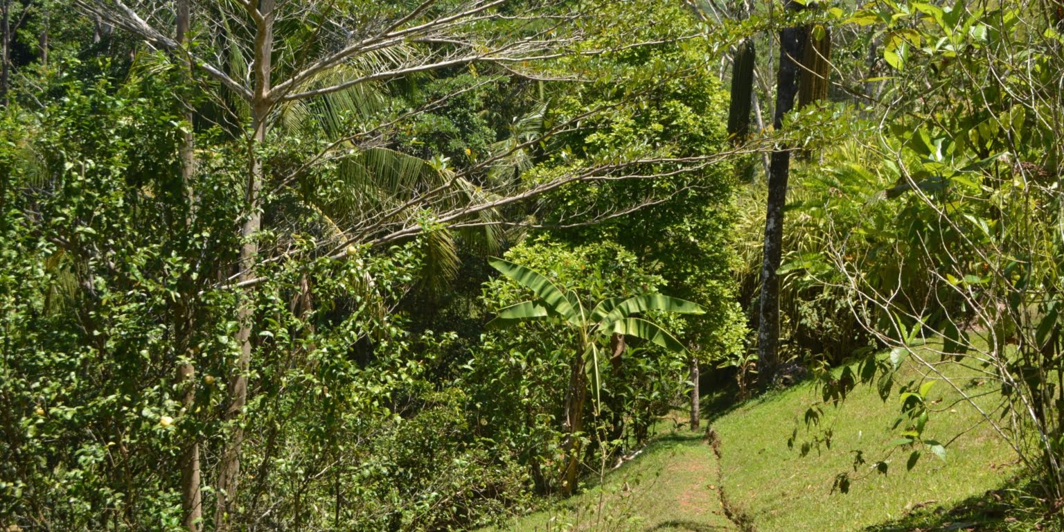 DSC_0215 Private 3-Bedroom Mountain Home with 3.6 Acres on a Private Ridge with Lush Rainforest & Mountain Views in Platanillo Costa Rica
