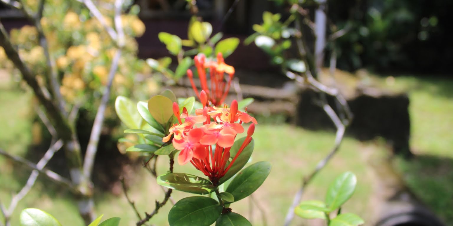 IMG_1659 Income Producing, Multi-Unit Property with Ocean View Close to Beach in Hatillo near Dominical Costa Rica