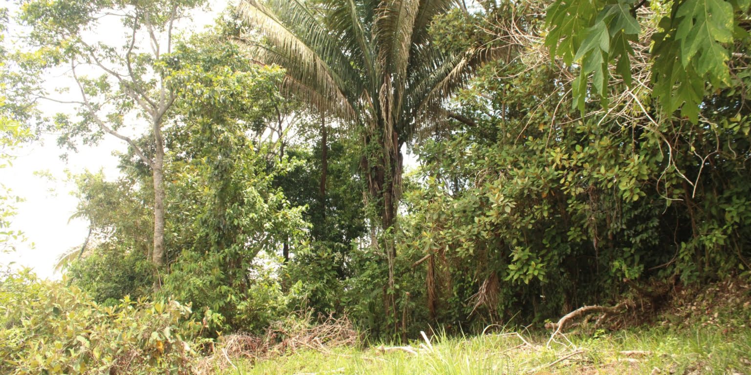 IMG_1688 Income Producing, Multi-Unit Property with Ocean View Close to Beach in Hatillo near Dominical Costa Rica