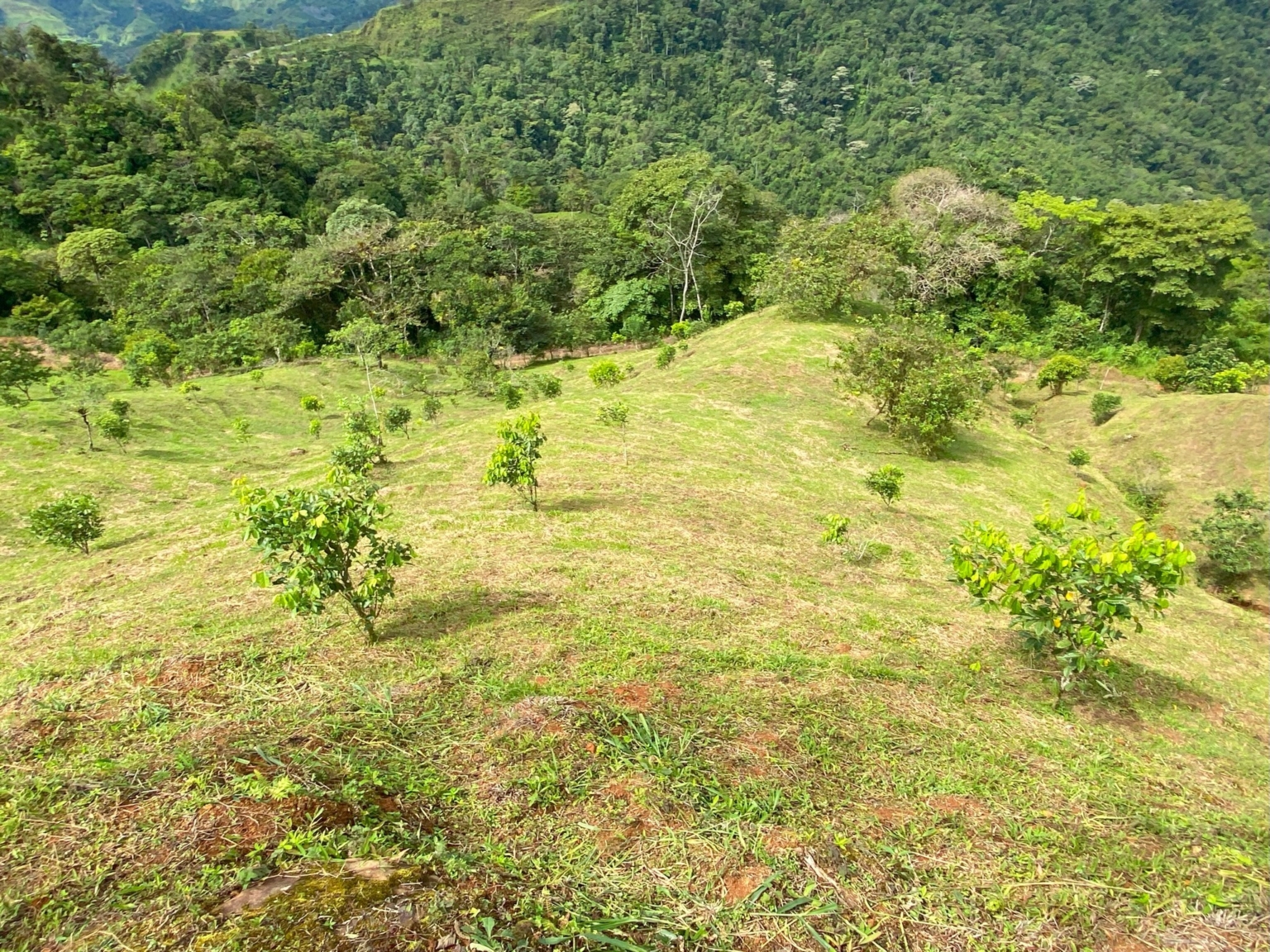 Josue Navarro 29 Incredible Mountain & Ocean Views with Two Cabins, Many Fruit Trees & More Building Areas on Top of the Mountains in Tinamastes Costa Rica