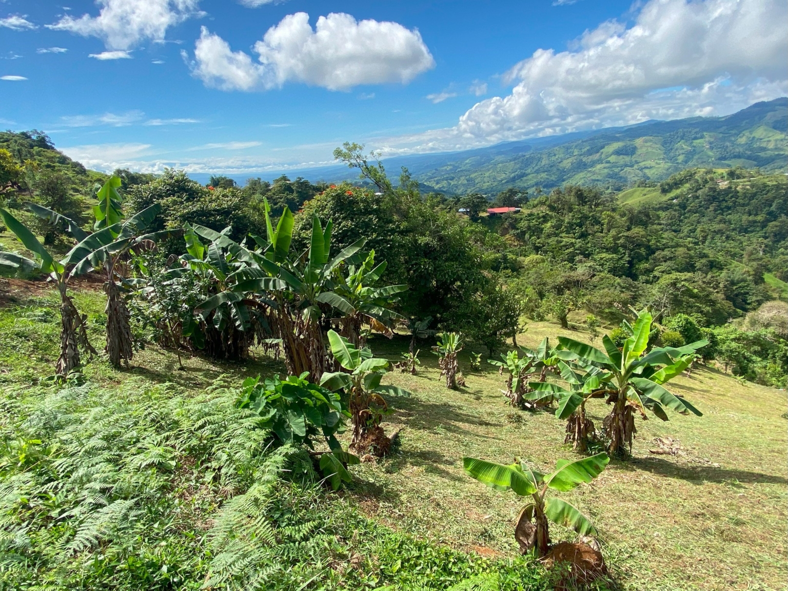 Josue Navarro 23 Incredible Mountain & Ocean Views with Two Cabins, Many Fruit Trees & More Building Areas on Top of the Mountains in Tinamastes Costa Rica
