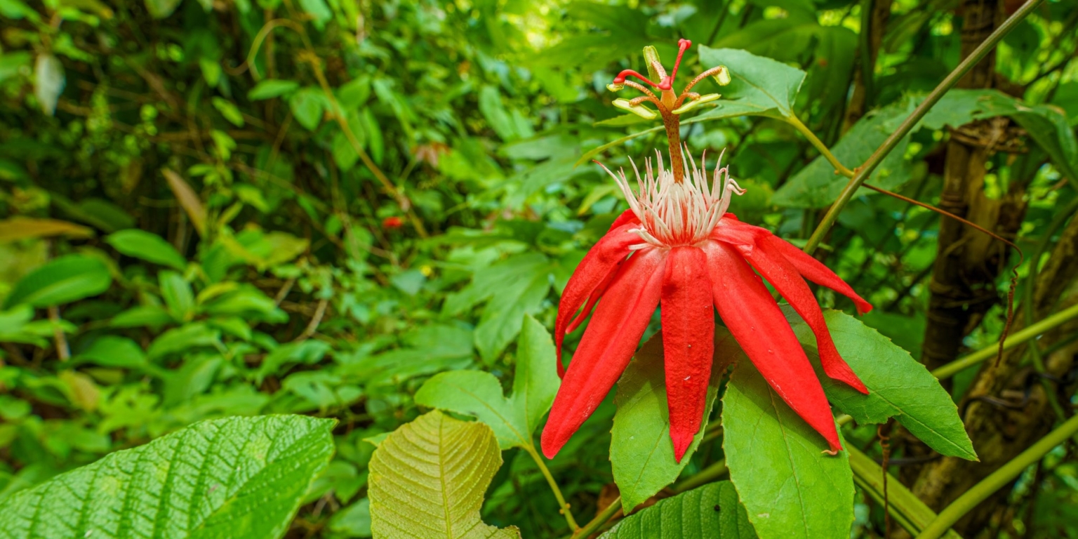 Beautiful 3-Bedroom Home with Cabin, River & Jungle on a 3 Acre Property in Tres Rios Costa Rica