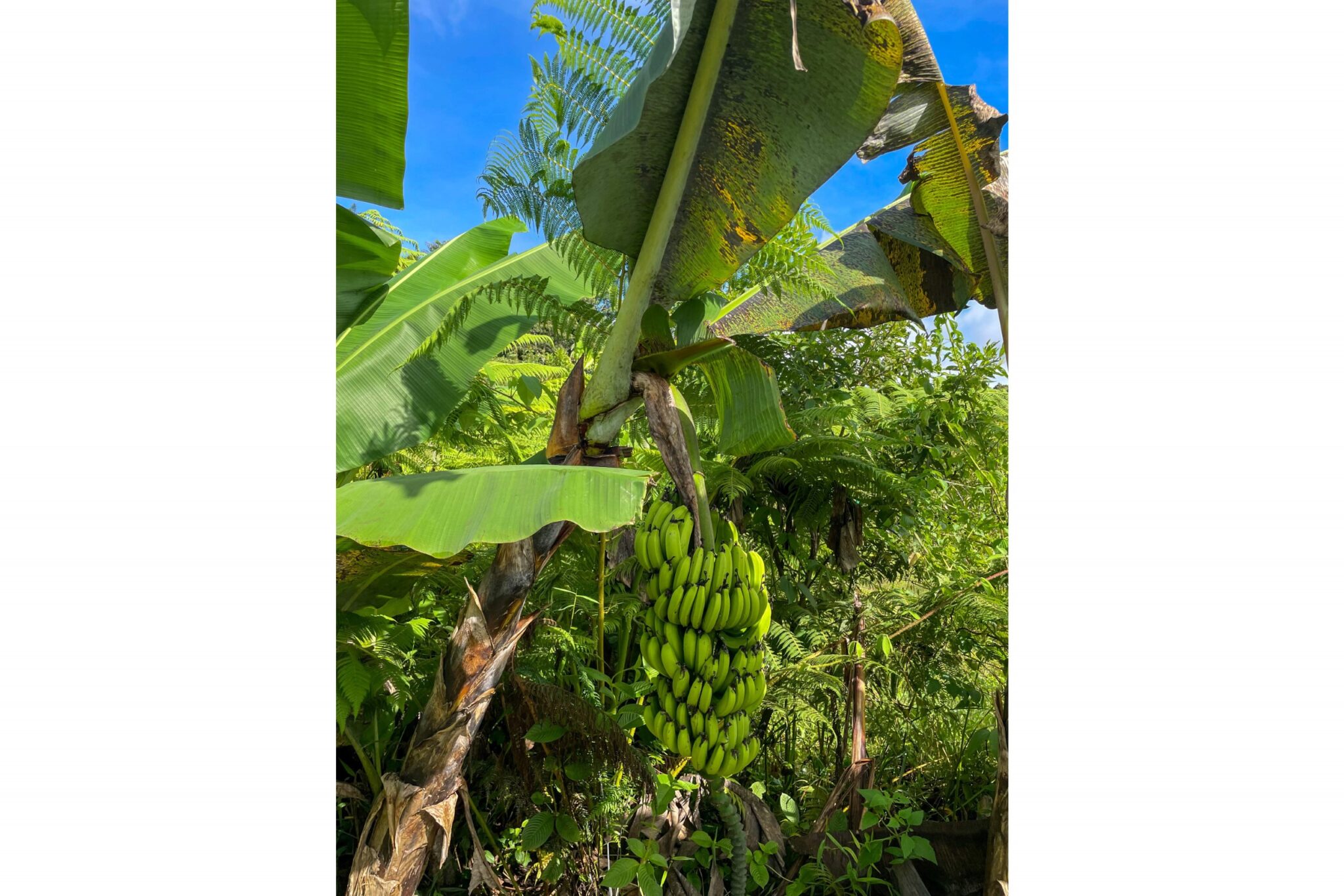 Spacious & Bright 1-Bedroom Home with Big Outdoor Living Space & Panoramic Mountain Views in a Peaceful Environment in Serenity Gardens above Tres Rios Costa Rica