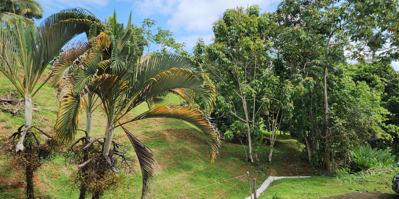 20230705_092703 Spacious, Centrally Located 3-Bedroom Home in Platanillo near Dominical Costa Rica