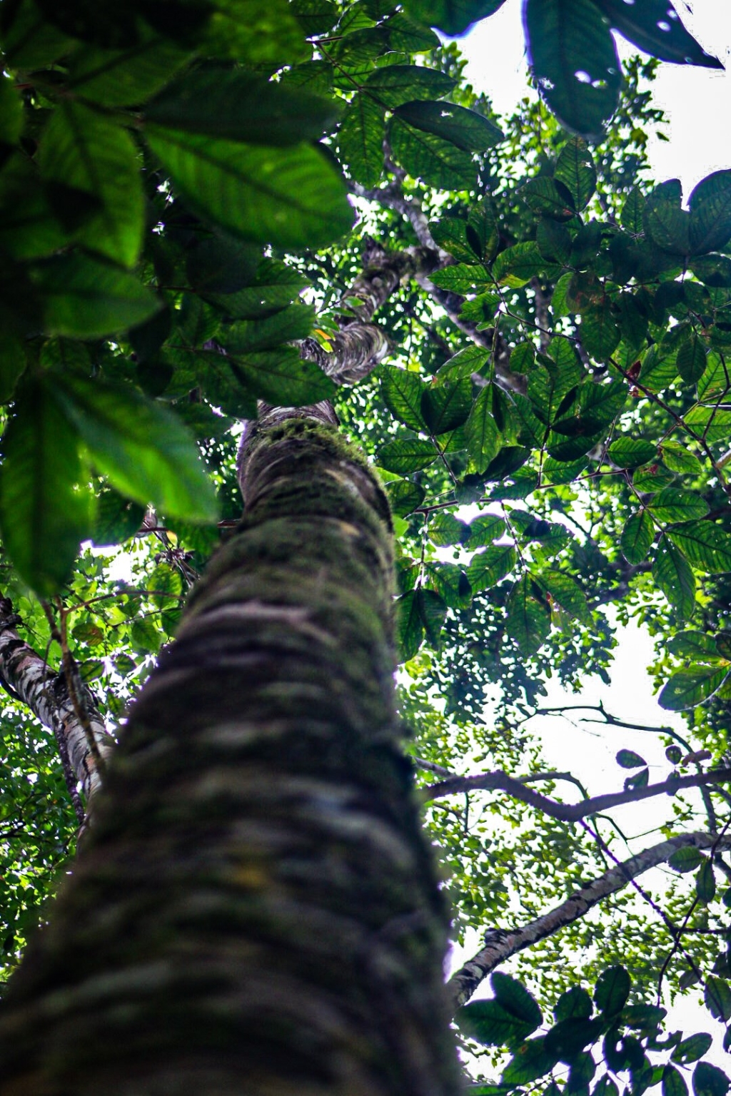 Container Home with 2-Bedrooms Surrounded by Nature & Wildlife Walking Distance to Town in Uvita Costa Rica Container Home with 2-Bedrooms Surrounded by Nature & Wildlife Walking Distance to Town in Uvita Costa Rica