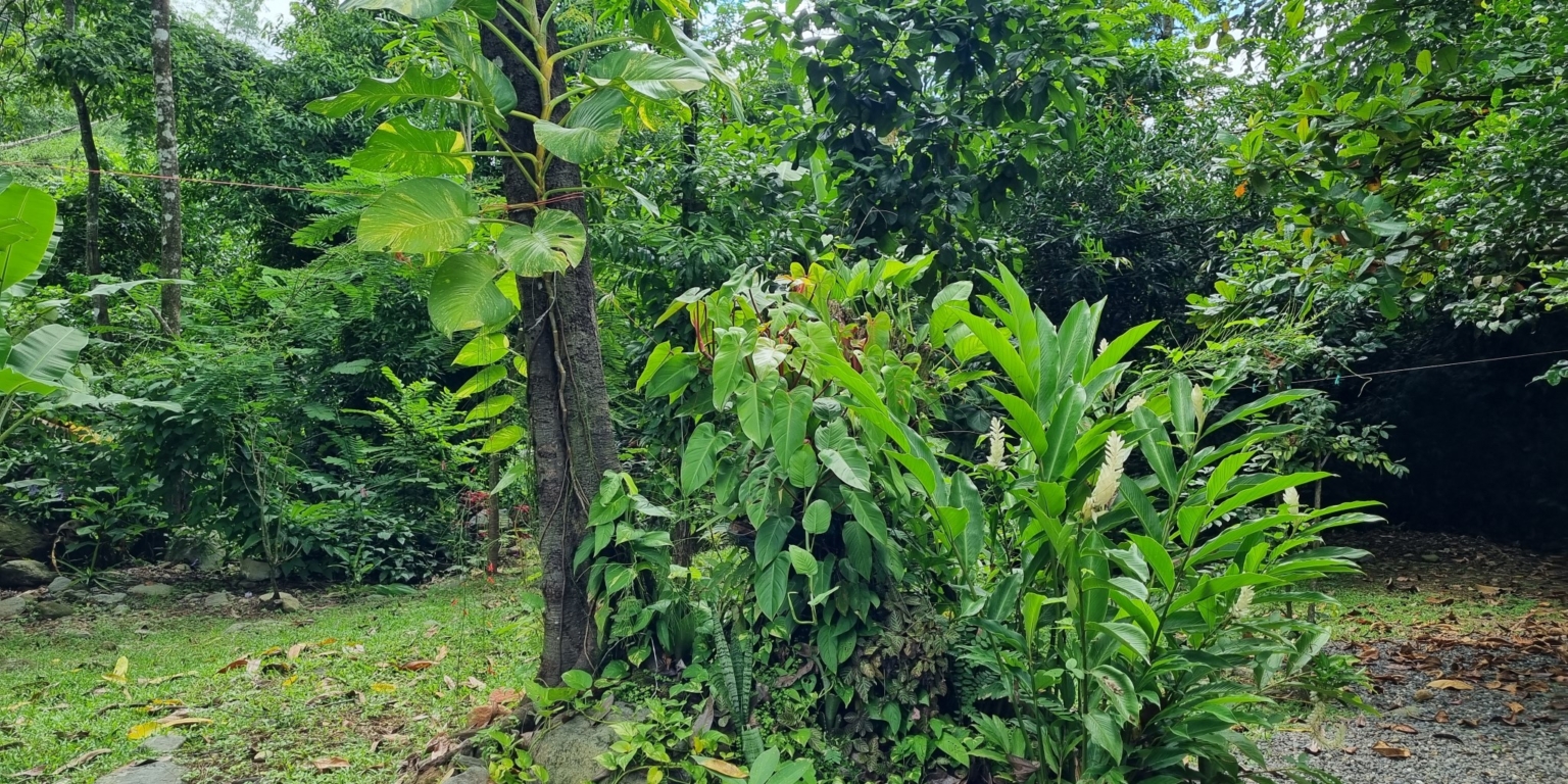 20230927_110107 Cozy & Simple 2-Bedroom Home Near the River & Nature in Uvita Costa Rica