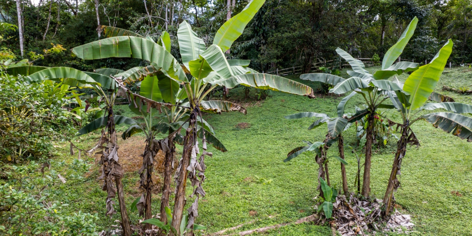 Steve-25 Beautiful Farm with 2-Bedroom House & Room to Grow Food in Tinamastes above Dominical Costa Rica