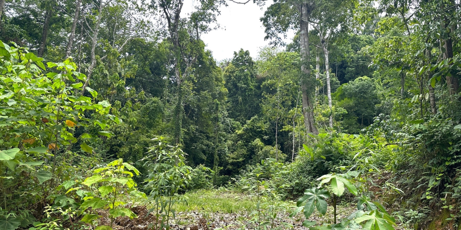 18 5+ Acres of Land with 4 Building Sites, Ocean Views, Rivers & Jungle with Wildlife on Cinco Ventanas Road in Ojochal Costa Rica