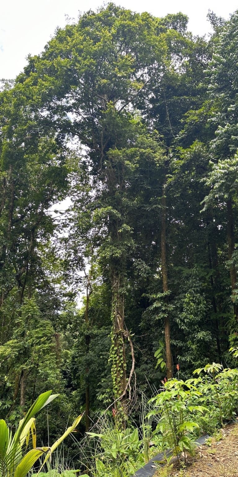 38 5+ Acres of Land with 4 Building Sites, Ocean Views, Rivers & Jungle with Wildlife on Cinco Ventanas Road in Ojochal Costa Rica