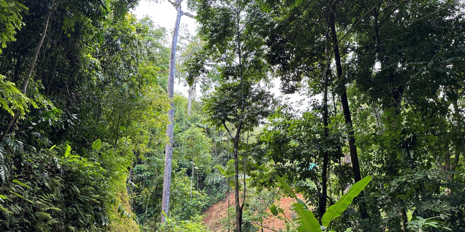 10 5+ Acres of Land with 4 Building Sites, Ocean Views, Rivers & Jungle with Wildlife on Cinco Ventanas Road in Ojochal Costa Rica