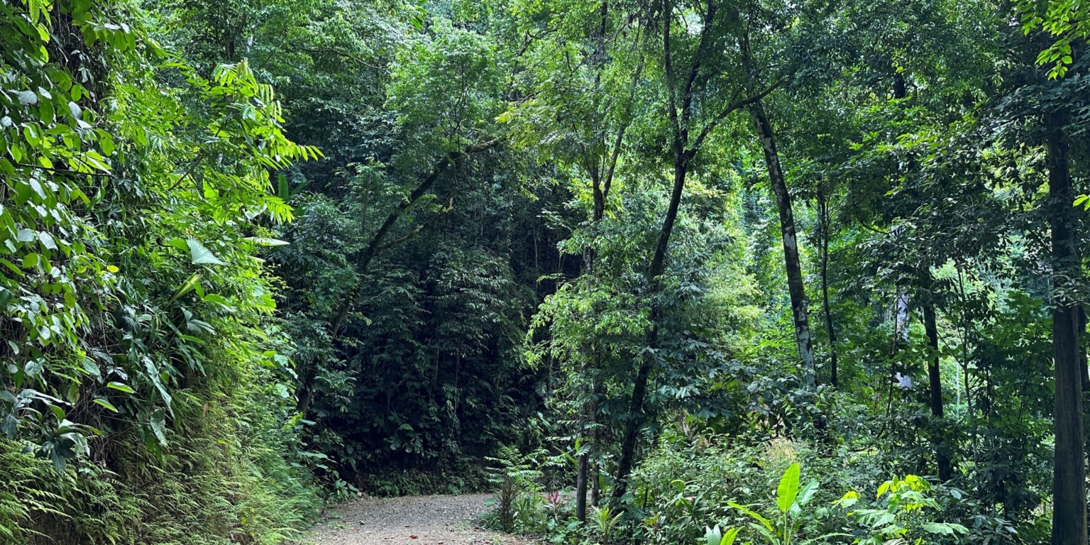 11 5+ Acres of Land with 4 Building Sites, Ocean Views, Rivers & Jungle with Wildlife on Cinco Ventanas Road in Ojochal Costa Rica
