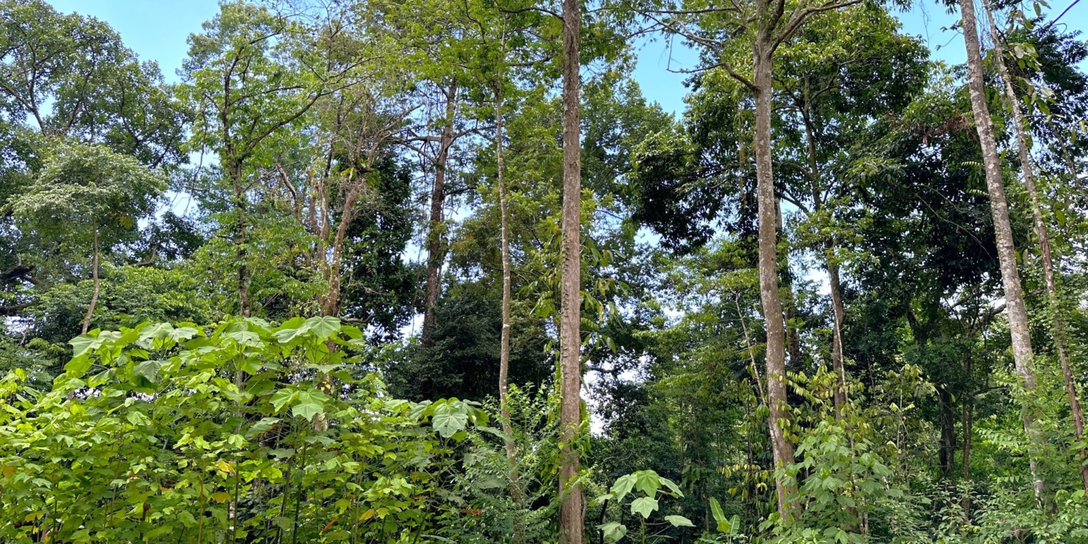14 5+ Acres of Land with 4 Building Sites, Ocean Views, Rivers & Jungle with Wildlife on Cinco Ventanas Road in Ojochal Costa Rica