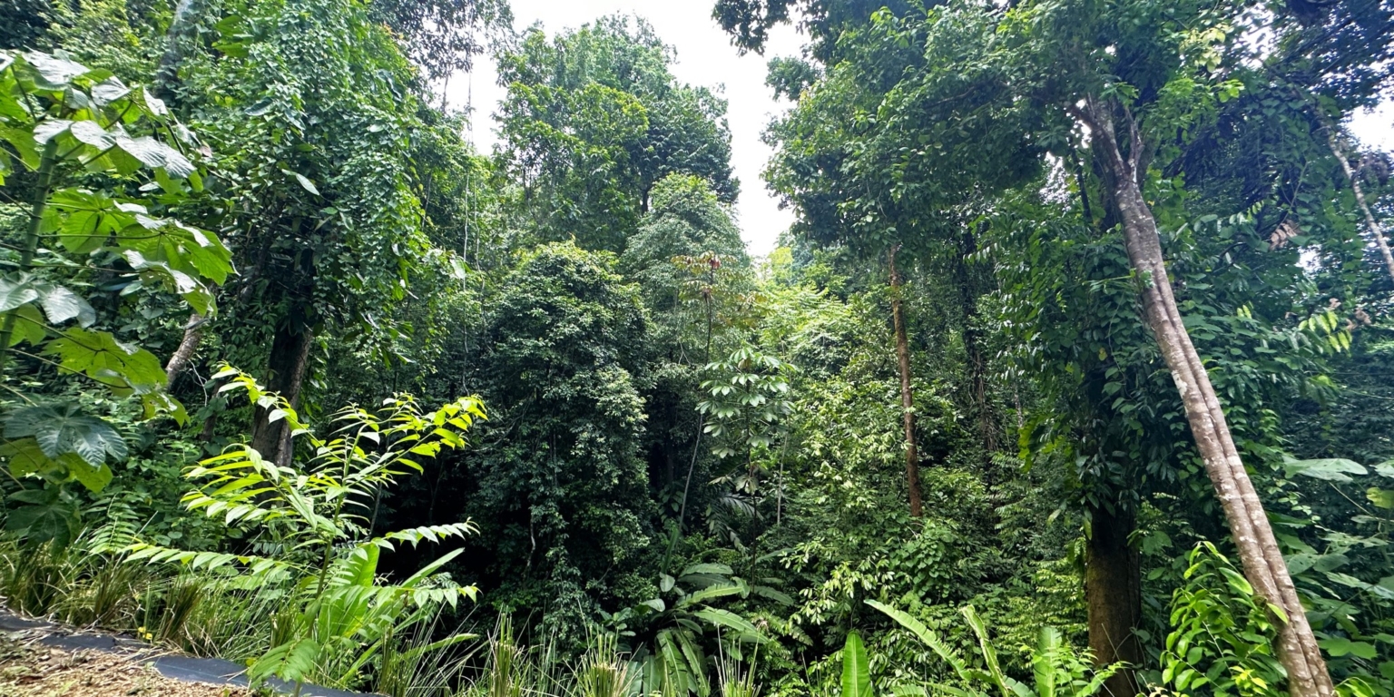 15 5+ Acres of Land with 4 Building Sites, Ocean Views, Rivers & Jungle with Wildlife on Cinco Ventanas Road in Ojochal Costa Rica