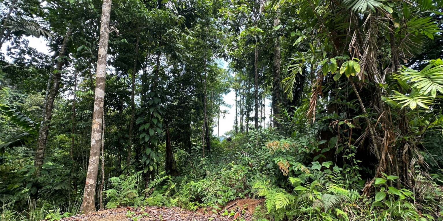 31 5+ Acres of Land with 4 Building Sites, Ocean Views, Rivers & Jungle with Wildlife on Cinco Ventanas Road in Ojochal Costa Rica