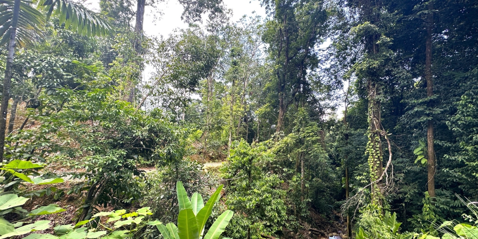 34 5+ Acres of Land with 4 Building Sites, Ocean Views, Rivers & Jungle with Wildlife on Cinco Ventanas Road in Ojochal Costa Rica