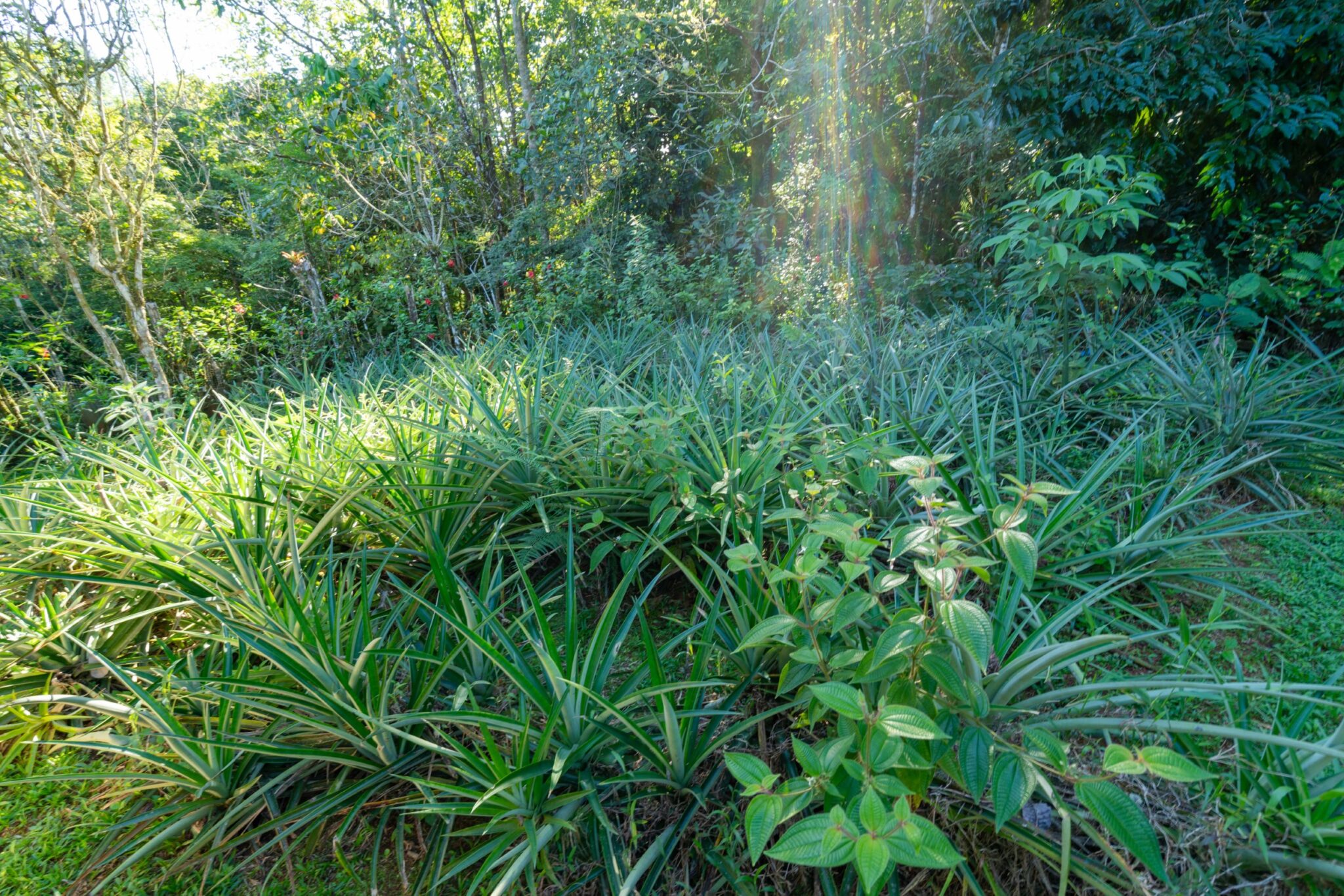 Luxury Off-Grid Boutique Hotel/Resort with 5 Rentable Units in the Clouds above Matapalo Costa Rica Luxury Off-Grid Boutique Hotel/Resort with 5 Rentable Units in the Clouds above Matapalo Costa Rica