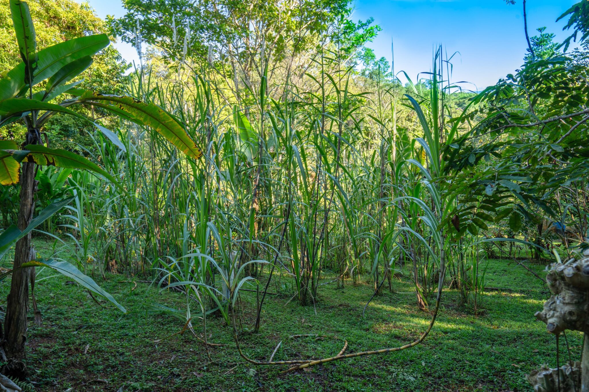 Luxury Off-Grid Boutique Hotel/Resort with 5 Rentable Units in the Clouds above Matapalo Costa Rica Luxury Off-Grid Boutique Hotel/Resort with 5 Rentable Units in the Clouds above Matapalo Costa Rica