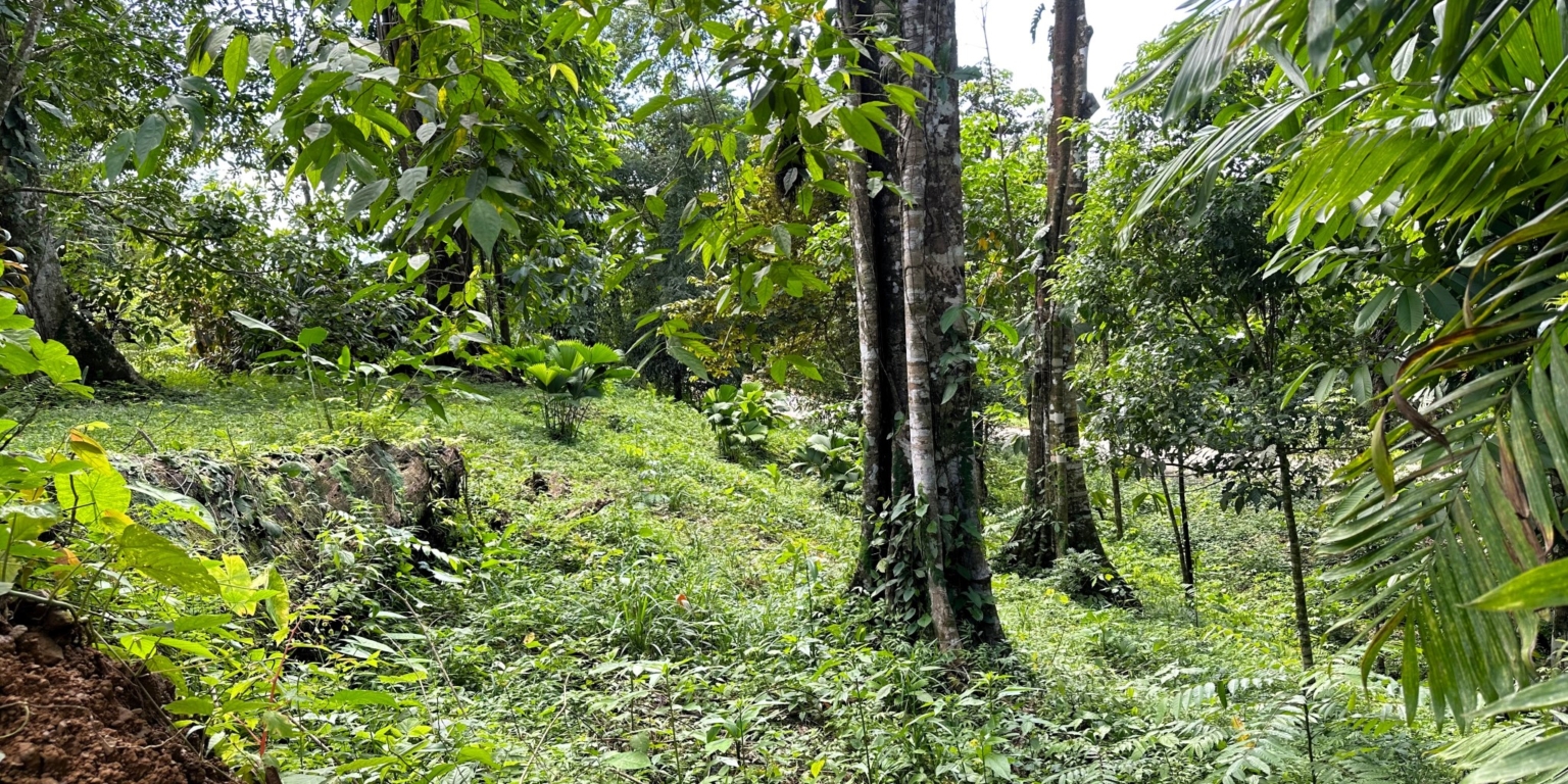Jungle, Rivers, a Waterfall & Panoramic Ocean View with Easy Access Close to All Amenities in Ojochal Costa Rica
