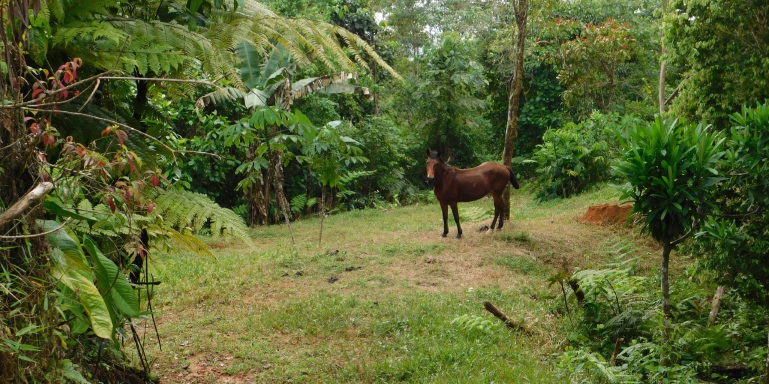 Glorious Finca with Waterfall and Ocean Views Included in Uvita Costa Rica Glorious Finca with Waterfall and Ocean Views Included in Uvita Costa Rica