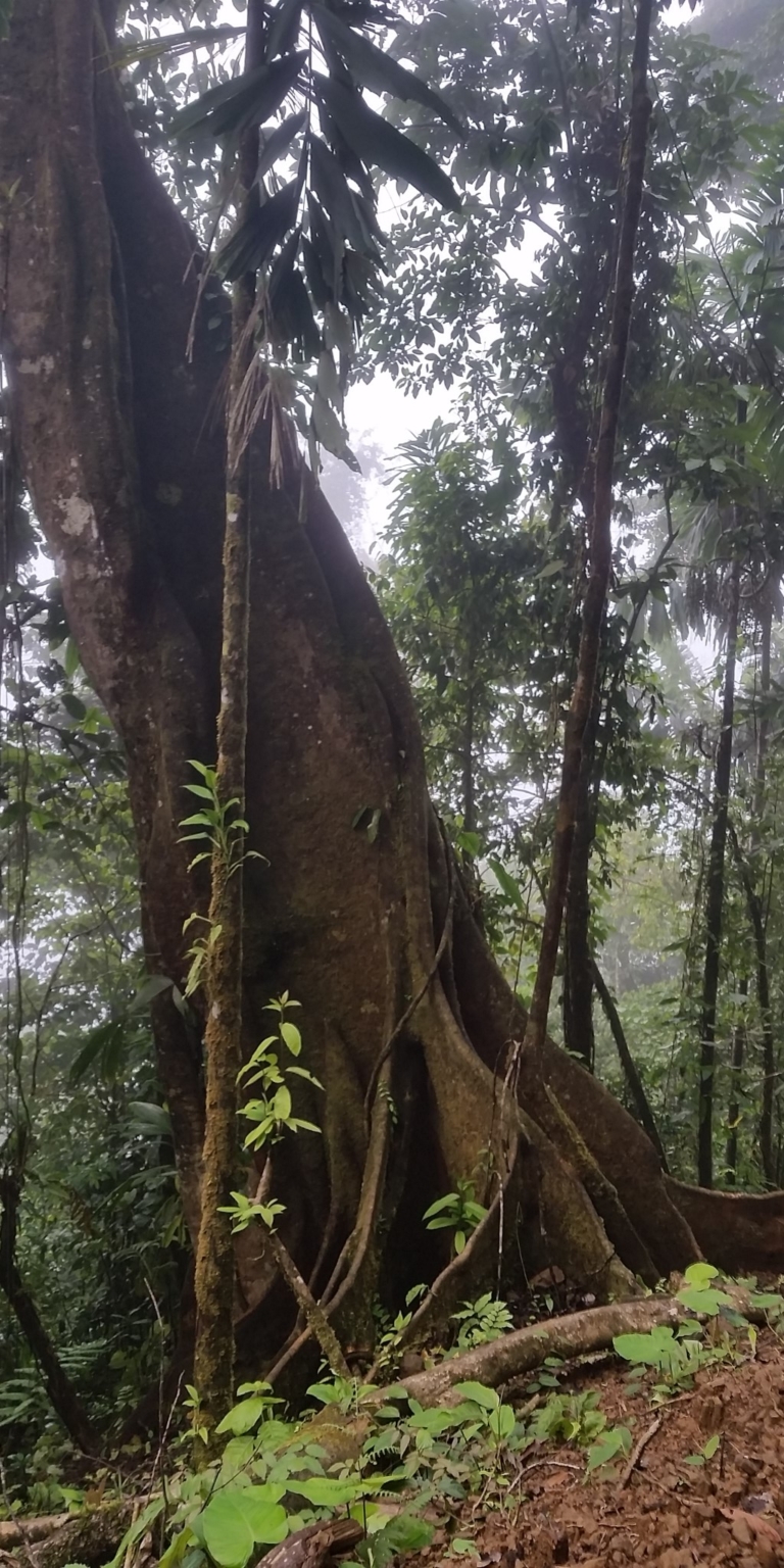 Glorious Finca with Waterfall and Ocean Views Included in Uvita Costa Rica Glorious Finca with Waterfall and Ocean Views Included in Uvita Costa Rica