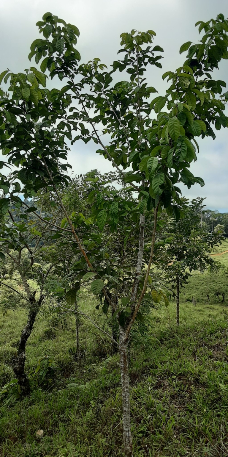 Glorious Finca with Waterfall and Ocean Views Included in Uvita Costa Rica Glorious Finca with Waterfall and Ocean Views Included in Uvita Costa Rica