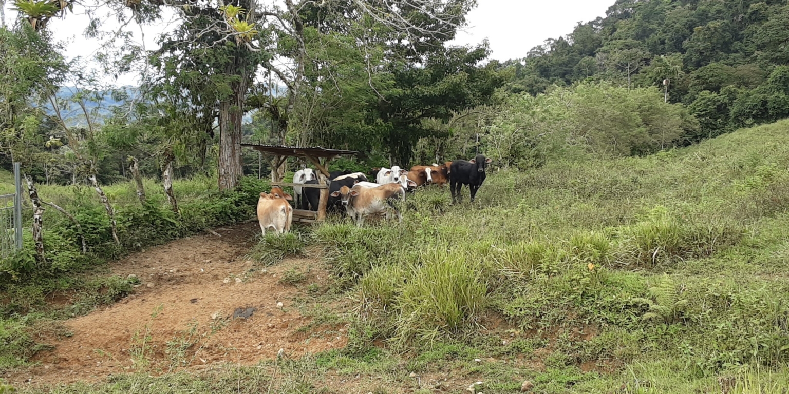 Glorious Finca with Waterfall and Ocean Views Included in Uvita Costa Rica Glorious Finca with Waterfall and Ocean Views Included in Uvita Costa Rica