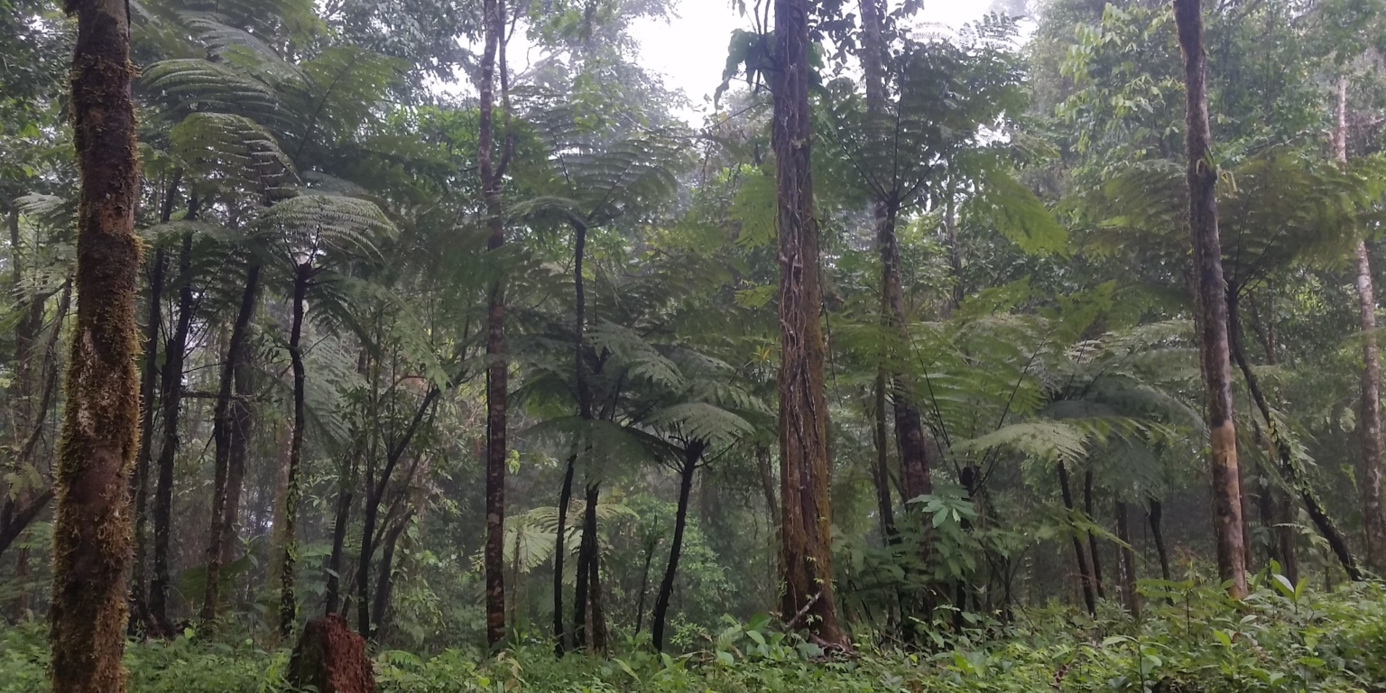 Glorious Finca with Waterfall and Ocean Views Included in Uvita Costa Rica Glorious Finca with Waterfall and Ocean Views Included in Uvita Costa Rica