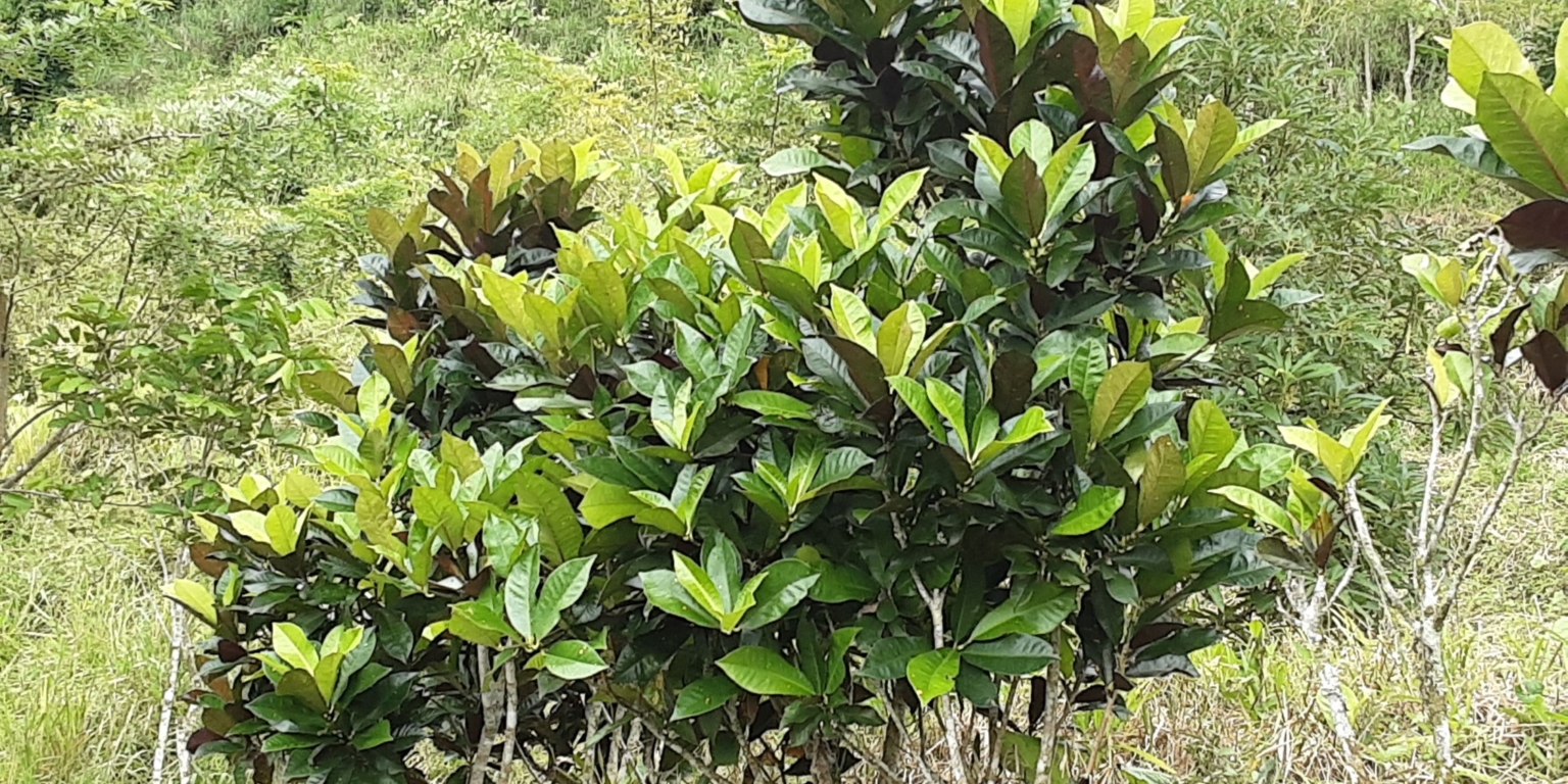 Glorious Finca with Waterfall and Ocean Views Included in Uvita Costa Rica Glorious Finca with Waterfall and Ocean Views Included in Uvita Costa Rica