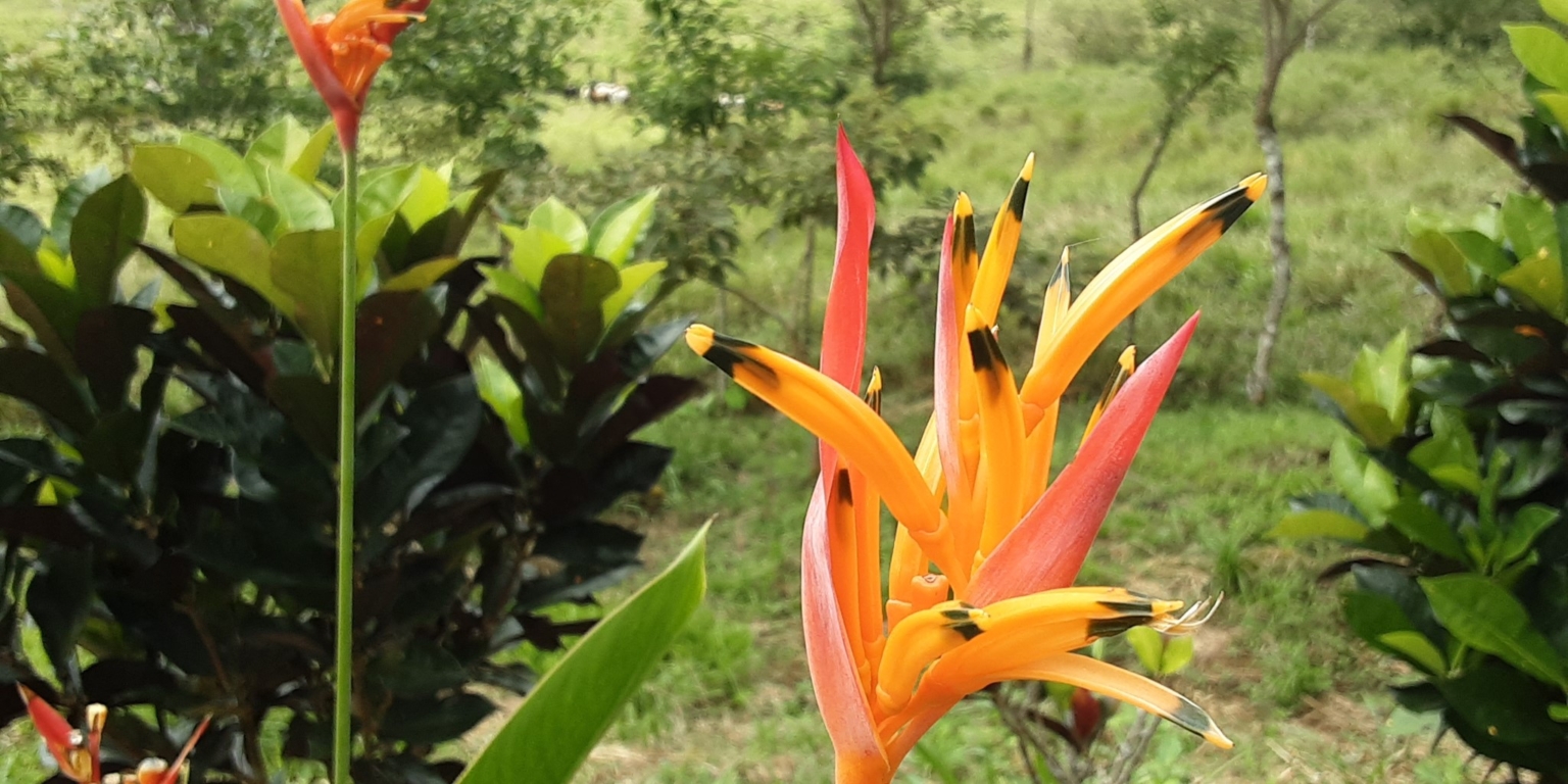 Glorious Finca with Waterfall and Ocean Views Included in Uvita Costa Rica Glorious Finca with Waterfall and Ocean Views Included in Uvita Costa Rica