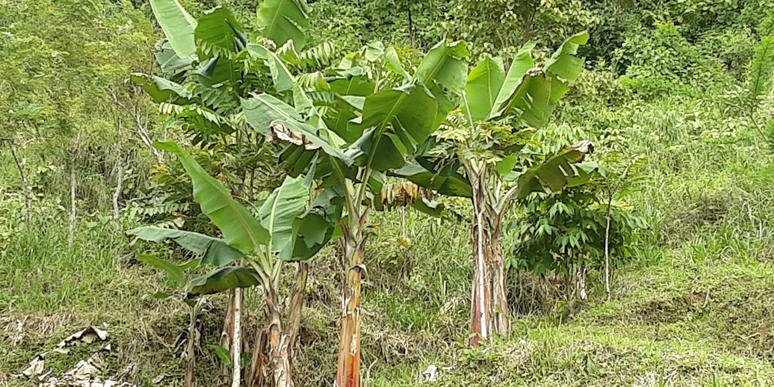 Glorious Finca with Waterfall and Ocean Views Included in Uvita Costa Rica Glorious Finca with Waterfall and Ocean Views Included in Uvita Costa Rica