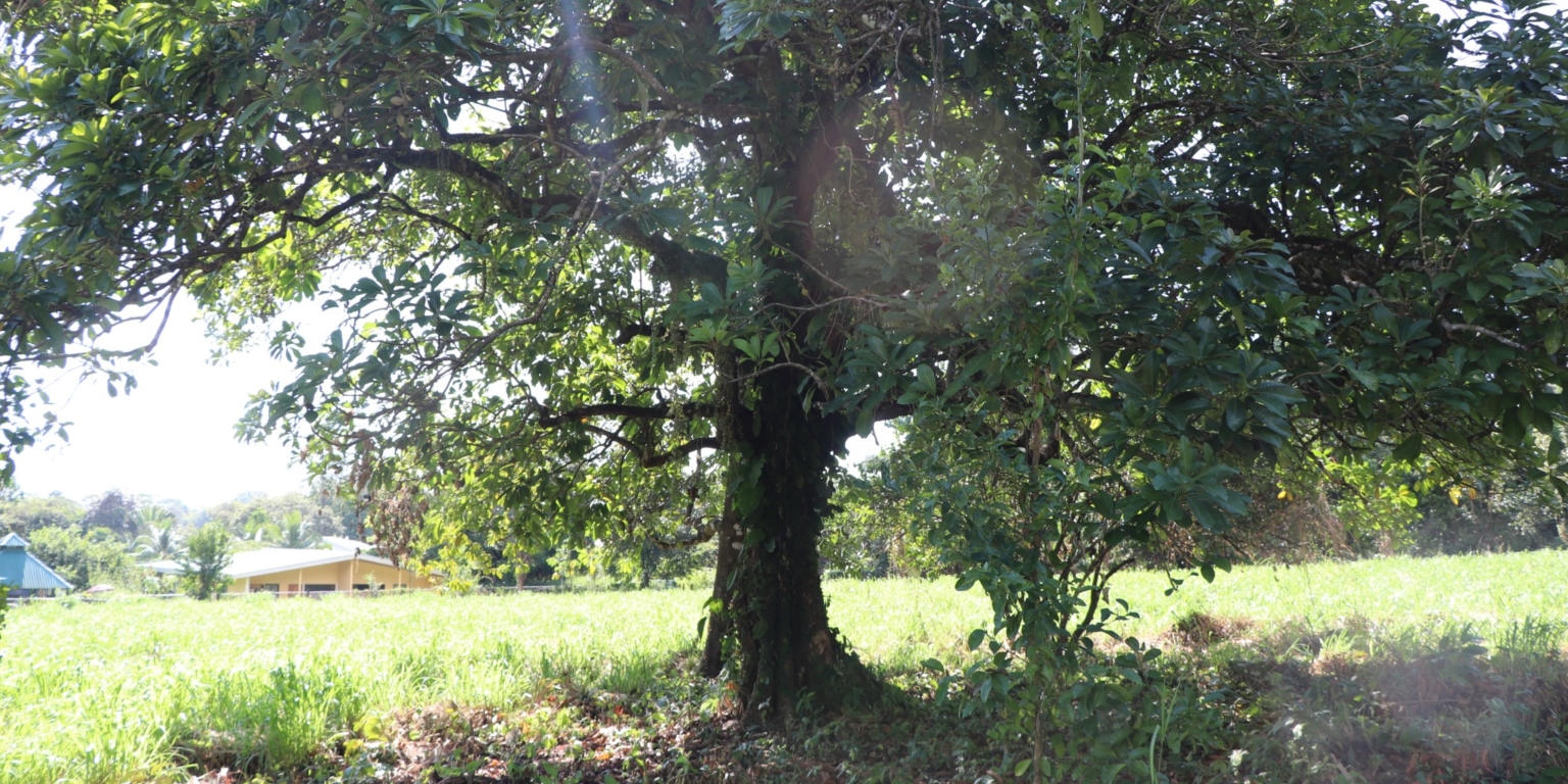 Mountain View 3+ Acre Lot Ready for Development in the Heart of Ojochal Costa Rica