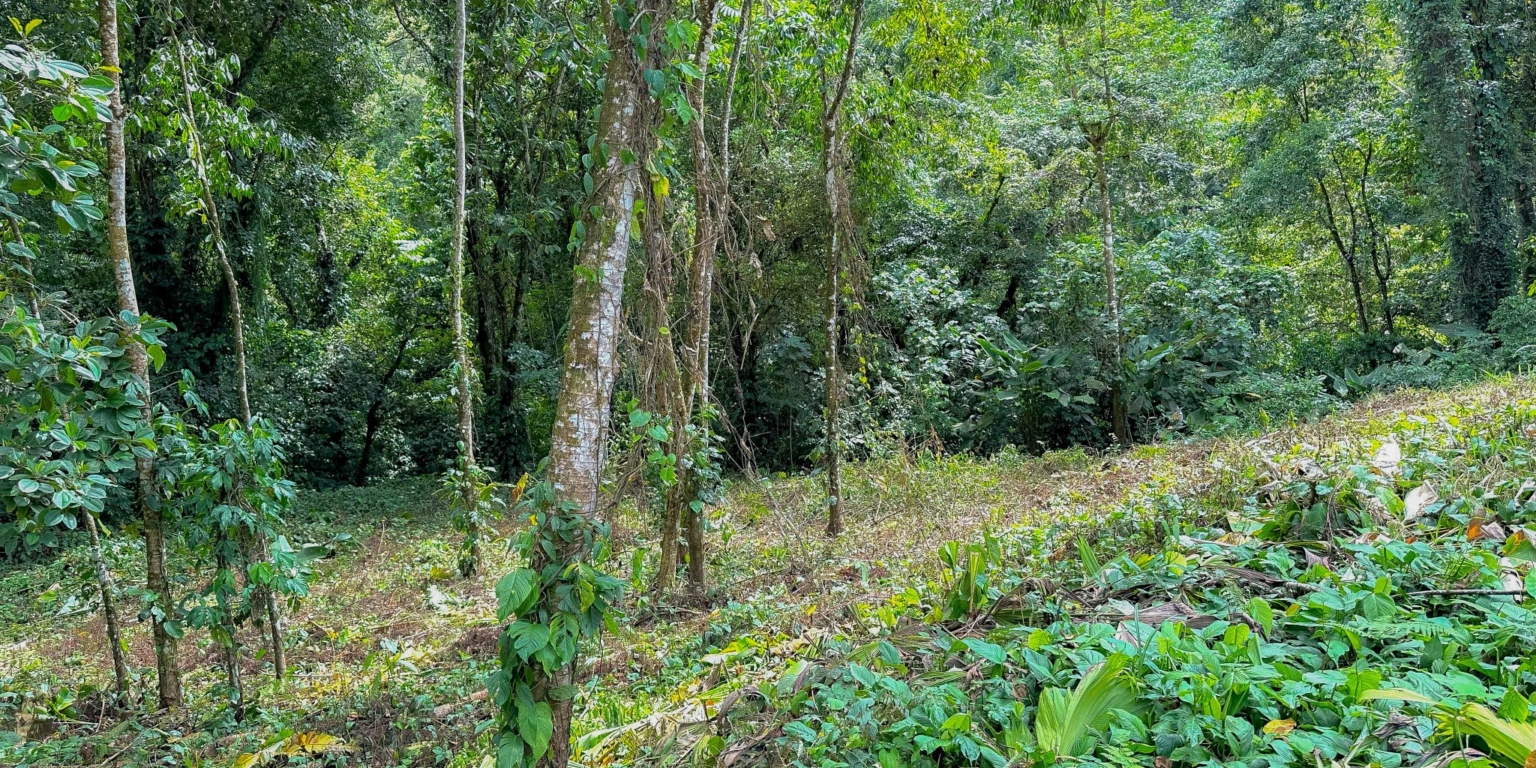 Stunning Mountain Views with River Frontage in One of the Most Sought-After Communities of Ojochal Costa Rica Stunning Mountain Views with River Frontage in One of the Most Sought-After Communities of Ojochal Costa Rica
