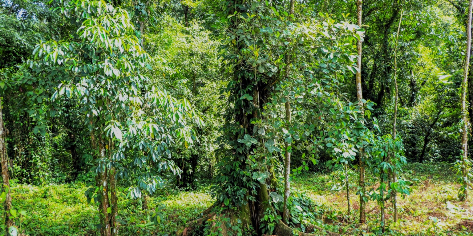 Stunning Mountain Views with River Frontage in One of the Most Sought-After Communities of Ojochal Costa Rica Stunning Mountain Views with River Frontage in One of the Most Sought-After Communities of Ojochal Costa Rica
