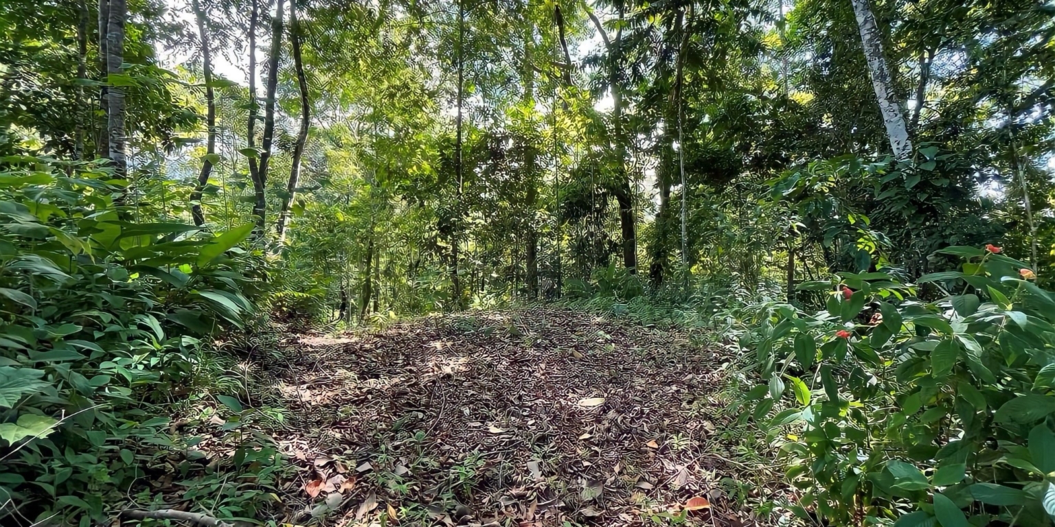 Beautiful 2-Acre Jungle Property with Container Home on Cinco Ventanas Road in Ojochal Costa Rica- Beautiful 2-Acre Jungle Property with Container Home on Cinco Ventanas Road in Ojochal Costa Rica