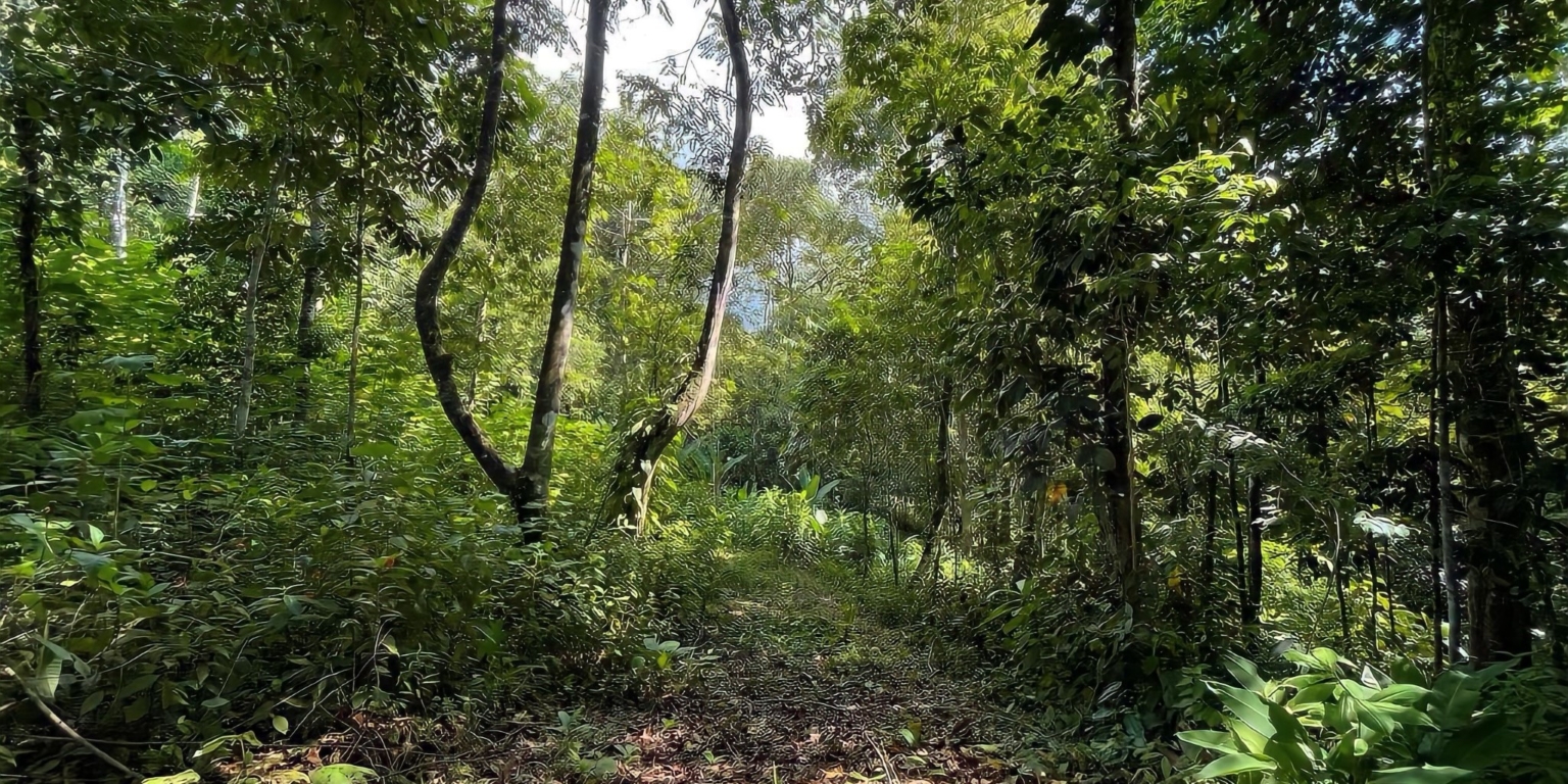 Beautiful 2-Acre Jungle Property with Container Home on Cinco Ventanas Road in Ojochal Costa Rica- Beautiful 2-Acre Jungle Property with Container Home on Cinco Ventanas Road in Ojochal Costa Rica