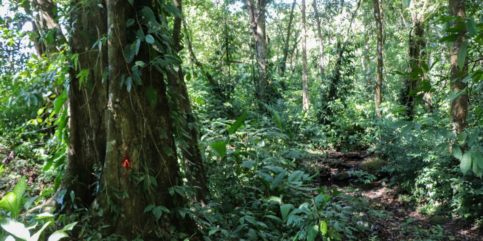 Large Jungle-Clad Land with Mountain Views, Internal Creek & River Frontage in Ojochal Costa Rica