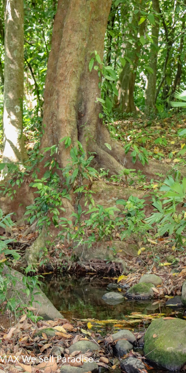 Large Jungle-Clad Land with Mountain Views, Internal Creek & River Frontage in Ojochal Costa Rica