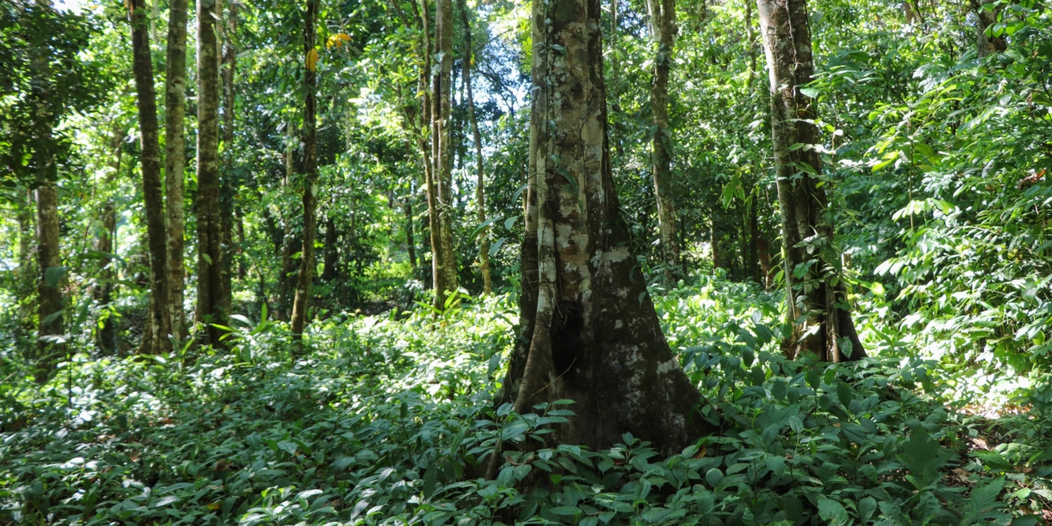 Large Jungle-Clad Land with Mountain Views, Internal Creek & River Frontage in Ojochal Costa Rica
