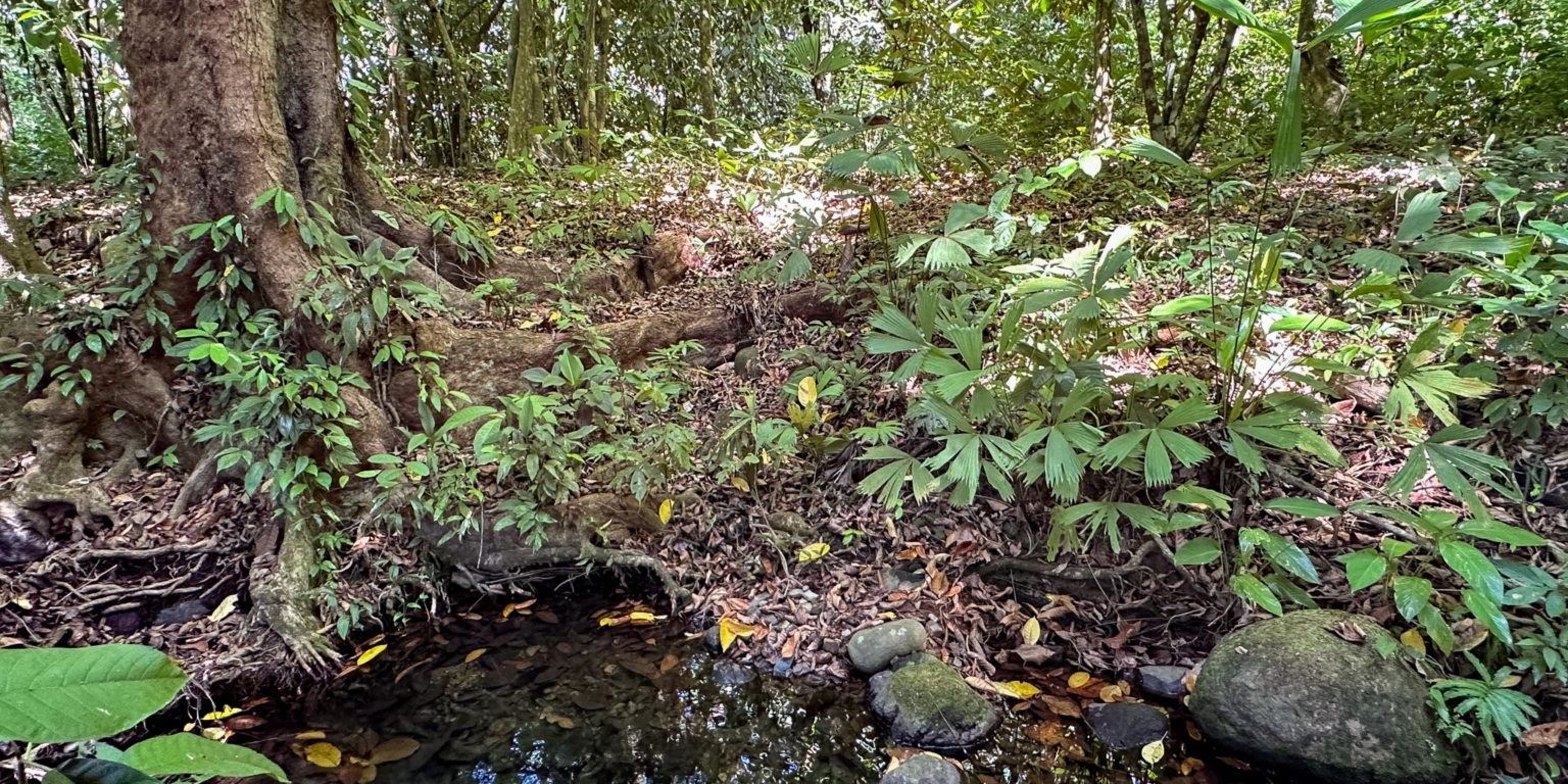 Large Jungle-Clad Land with Mountain Views, Internal Creek & River Frontage in Ojochal Costa Rica