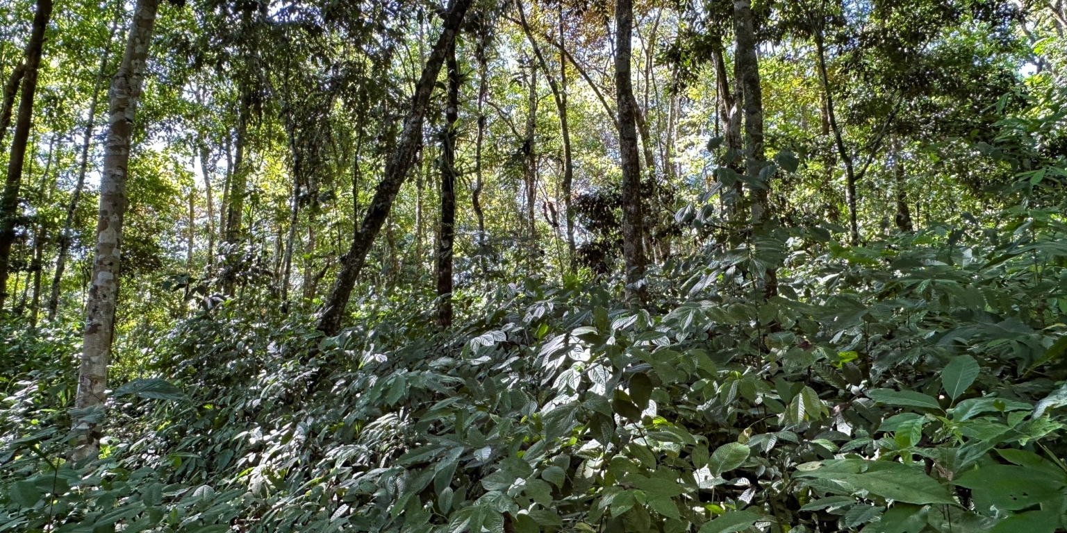 Large Jungle-Clad Land with Mountain Views, Internal Creek & River Frontage in Ojochal Costa Rica