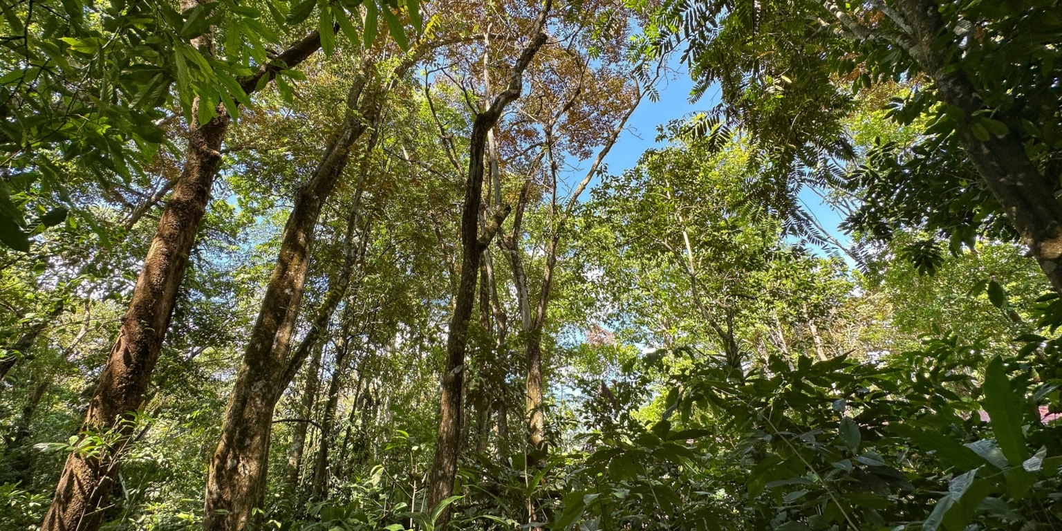 Large Jungle-Clad Land with Mountain Views, Internal Creek & River Frontage in Ojochal Costa Rica