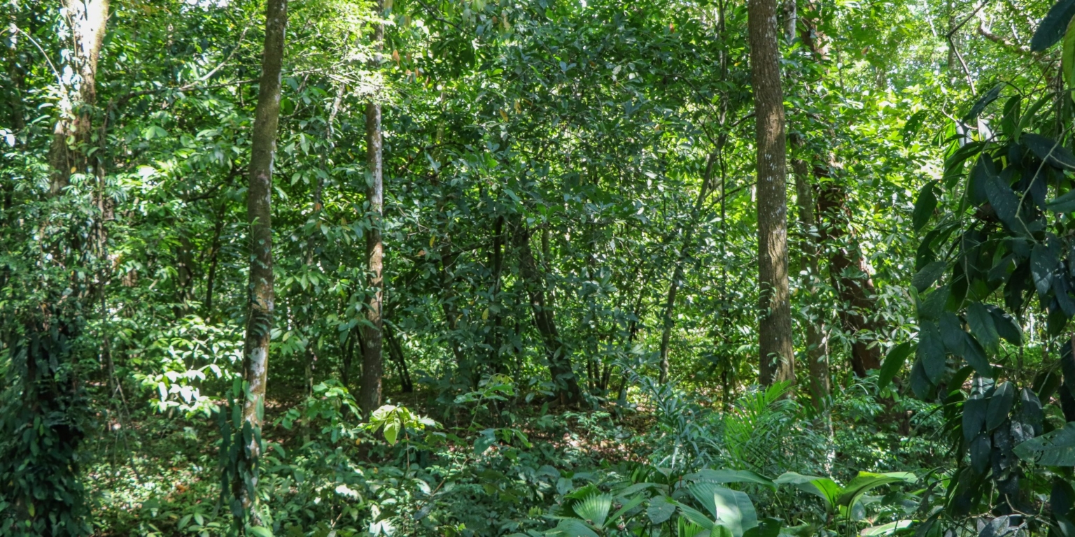 Large Jungle-Clad Land with Mountain Views, Internal Creek & River Frontage in Ojochal Costa Rica